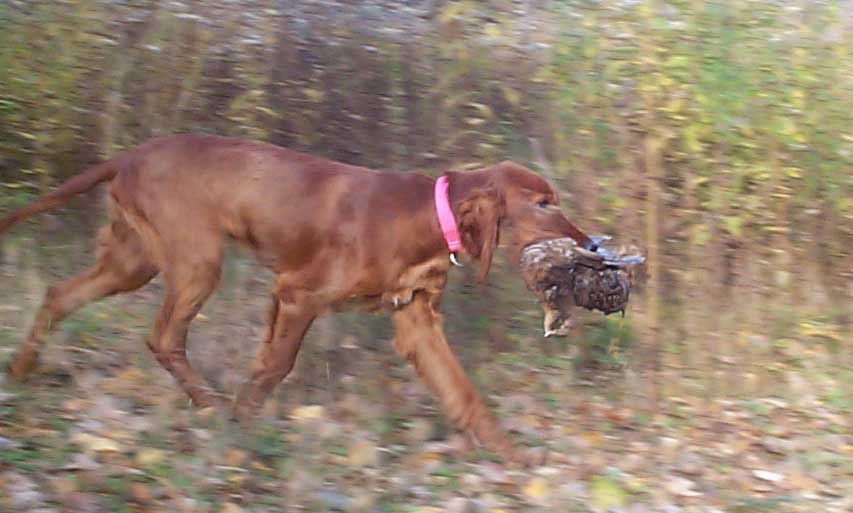 Picture © Copyright, Our Irish Setter puppy hunting he's a real bird dog!
